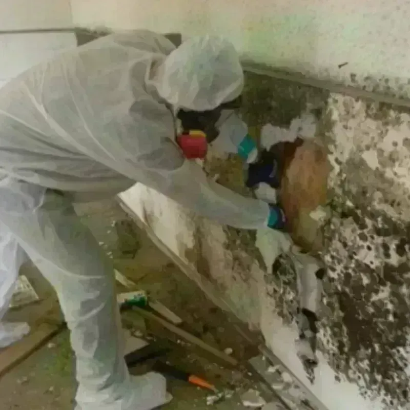 Mold Remediation and Removal in Liberty, TX